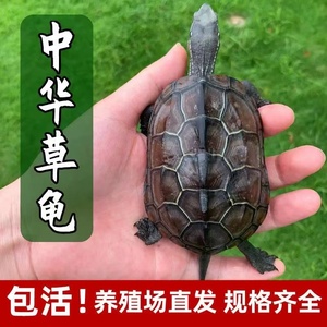 乌龟外塘长寿中华草龟小乌龟活物饲养龟宠物观赏龟好养耐活龟墨龟