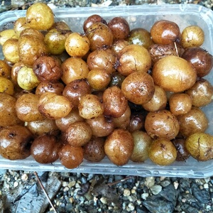 世界长寿之乡蕉岭野生新鲜石黄皮凤凰蛋蛇蛋参宝鸟卵500g