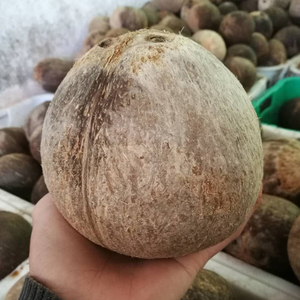 海南厚肉去毛发老椰子 生吃煲汤炖汤椰子鸡火锅 欢迎餐店商店合作