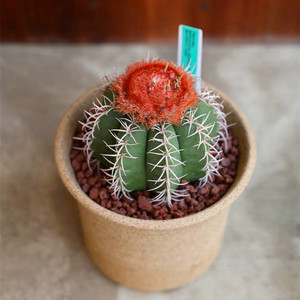 魔云 实生仙人球稀有云类开花硬刺仙人掌多肉植物好养活易度夏