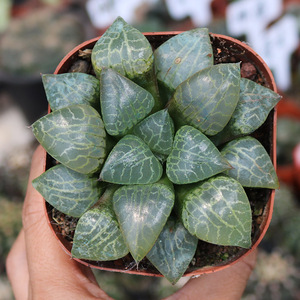 xbily89淘宝101水晶康平寿母本 多肉植物 养殖时间4年 丸叶大型植株