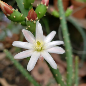 仙人牡丹团扇 花量大开花美仙人球仙人掌多肉植物室内小盆栽