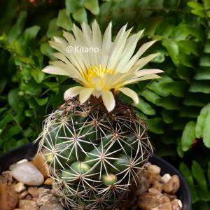 古镜丸仙人球实生顶花球属稀有精品易养办公室多肉植物盆栽