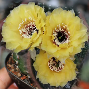 黄黑喉仙人球稀有丽花属绚丽黄花美观好养仙人掌多肉防辐射小盆栽