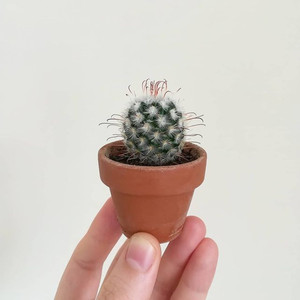 实生丰明玉仙人球 开花钩刺突乳球属办公室桌面防辐射盆栽