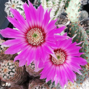 花杯虾echinocereus baileyi 鹿角柱属开花仙人球多肉桌面盆栽