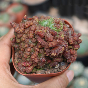 红高砂石化仙人球稀有品种多肉植物仙人掌缀化红高沙进口变异绿植