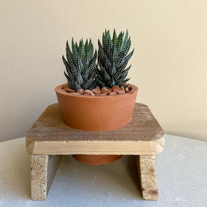 九轮塔硬叶十二卷多肉植物趣味芦荟易养新手组合绿植花卉