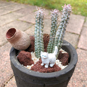 白桦麒麟多肉植物 大戟科实生小盆栽 创意仙人柱好养防辐射特价