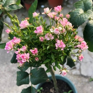 万园 日本金平糖月季 姬乙女超微姬蔷薇 白龙 黄金雅 小叶月季