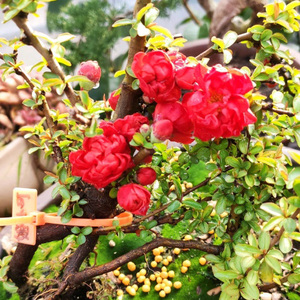 万园盆栽 日本姬小町 八重长寿梅 小叶长寿梅 红花重瓣小叶海棠