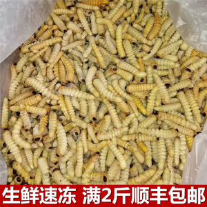 柴虫食用野生