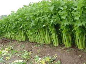 文图拉西芹芹菜种子农科院蔬菜籽优质高产口感好易种植出苗率高