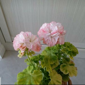 月亮公主 直立金叶天竺葵 花苗