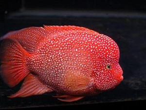 红德萨罗汉鱼淡水热带鱼德萨斯慈鲷鱼观赏鱼绿巨人德州豹美鲷火口