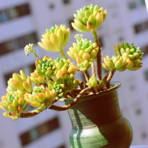 春萌多肉 精品悬崖造型老桩 自带糖果迷人香 一物一拍多肉植物