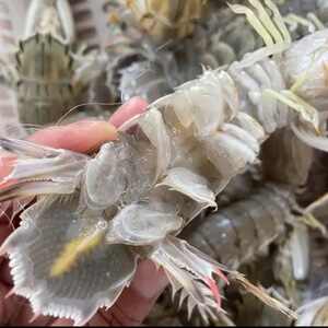 皮皮虾 象山石浦东海鲜活全母皮皮虾 撒尿虾 舟山虾姑