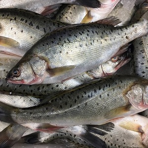 鲜活花鲈鱼