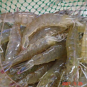 野生特大对虾 宁波象山石浦鲜活野生明虾 青虾 基围虾 活海虾海