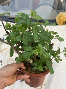 簕菜苗 苦刺心 新款野菜苗 五加皮 阳台野菜 农家菜