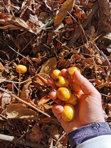 云南德宏纯手工野年枣酸枣糕五眼六通菩提子果肉糕250克袋装包邮