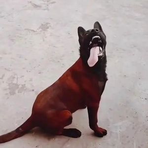 马犬幼犬纯种出售军犬警犬小狗纯种爆红马犬看家护院狗狗活体宠物