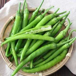 完全不辣 新鲜软皮杭椒品质保证真杭椒现摘现发蘸酱热炒水果杭椒
