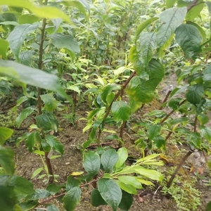 正宗嫁接钱排银妃迟熟三华李早熟三月李子果树苗广西发货包邮