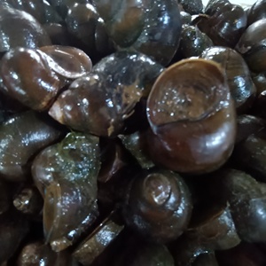 田螺鲜活新鲜野生