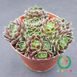 紫牡丹多头老桩群生紫红色吉利花办公室店铺阳台肉萌萌五星摆件