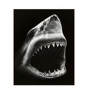 DIY数字油画自己填色光影黑白动物虎鲨天鹅猩猩狗狸家居装饰新款