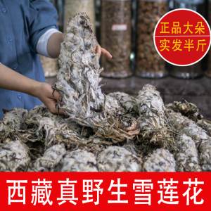 藏雪莲花