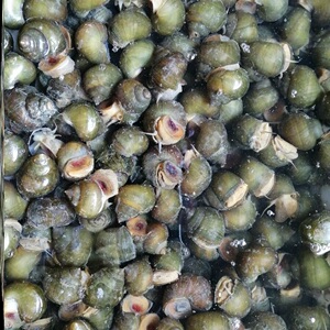 湖北新鲜薄壳活体钓鱼脆螺钓青鱼活体田螺鱼饵黑鲩乌青打窝石螺