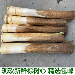 棕榈芯棕树头棕榈心棕榈树树心1个包邮现砍新鲜甜棕树心棕树尖