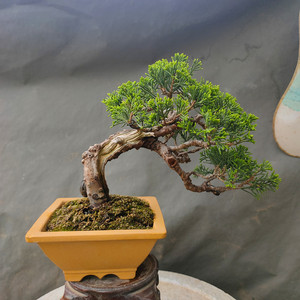 实拍进口小品系鱼川真柏盆景济州真柏盆栽绿植庭院客厅一物一拍