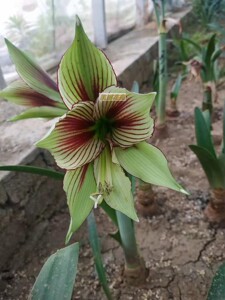 【现货】凯丽花苑 荷兰凤蝶朱顶红