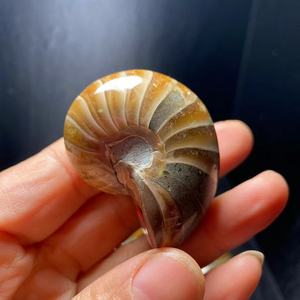 天然螺化玉斑纹螺胖螺家居桌面摆饰装饰品时尚宝石裸石摆件包邮