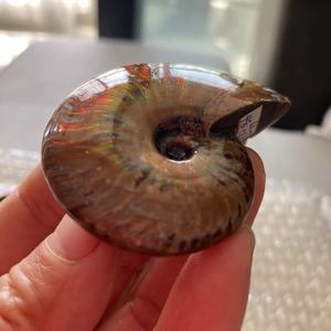 天然海螺化石斑彩螺情侣吊坠摆件手把玩宝石裸石桌面时尚饰品现货