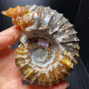 天然螺化玉羊角螺化石窦唯螺家居桌面摆饰装饰品时尚摆件石雕现货