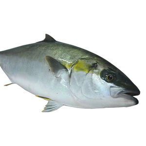 厚今海鲜 冰鲜黄尾鰤 黄条鰤 刺身料理 新鲜到家 坏单包赔