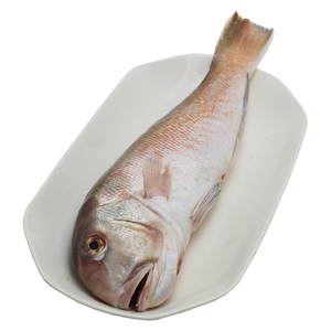 厚今海鲜 海钓红马头 刺身鱼 冰鲜水产新鲜到家坏单包赔 750克/条