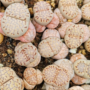 多肉植物 番杏 生石花 福来玉c161