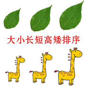 大小长短高矮排序早教认知卡片自闭症康复训语言发育迟缓学习教具