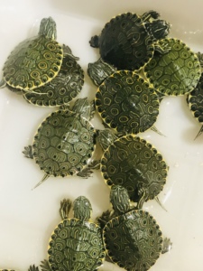 爬爬暖房*活体宠物乌龟水龟大河甜甜圈龟苗【背甲2-3.5厘米】