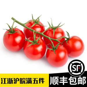 浩二十五贸易淘宝串收番茄种子四季红色圆形小番茄种籽超甜圣女果种