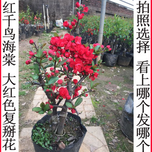 红千鸟海棠花