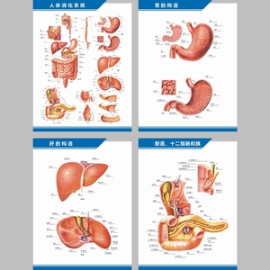 人体消化系统图解剖图结构图构造图中英文医学医院科室海报挂图