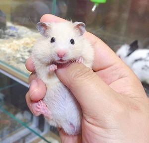 小仓鼠新生儿幼仓米熊宠物仓鼠宝宝熊类自家饲养2只