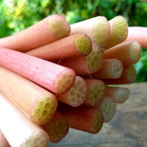 鸡头梗新鲜湖北芡实梗非藕尖洪湖新鲜苞梗鸡头菜芡实梗现货