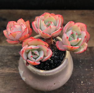 奶油黄桃 进口多肉植物 一物一拍!云南昆明多肉